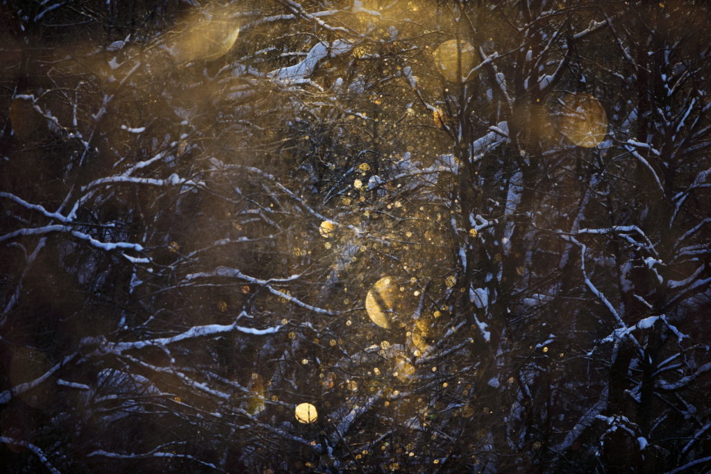 Un oeil sur la Nature | Jonathan Lhoir