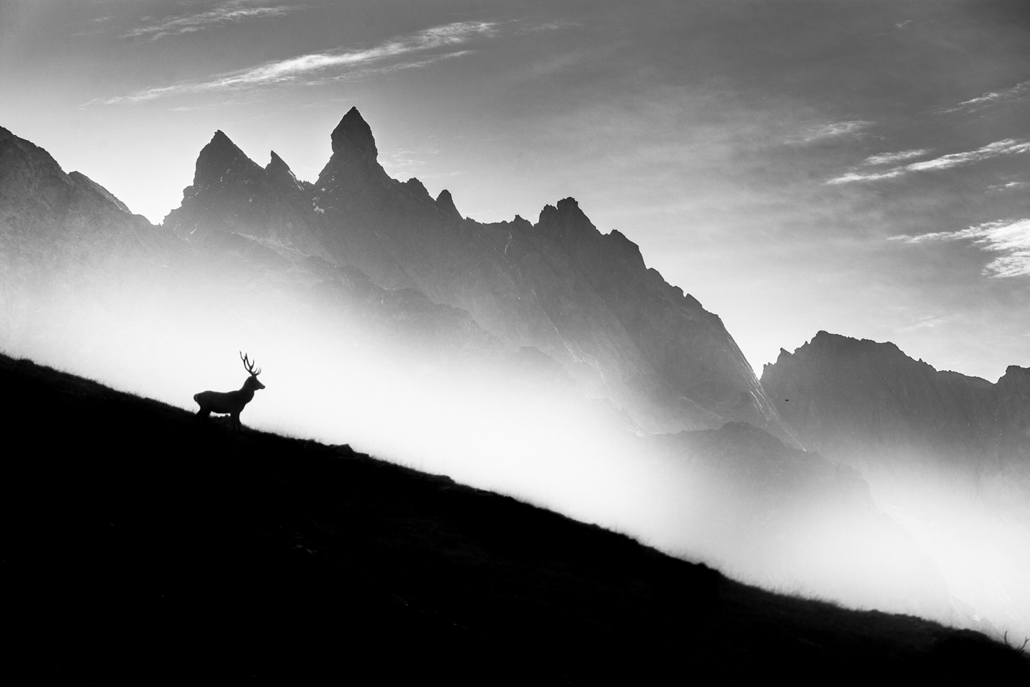 Cerf en montagne lors d'un stage photo nature