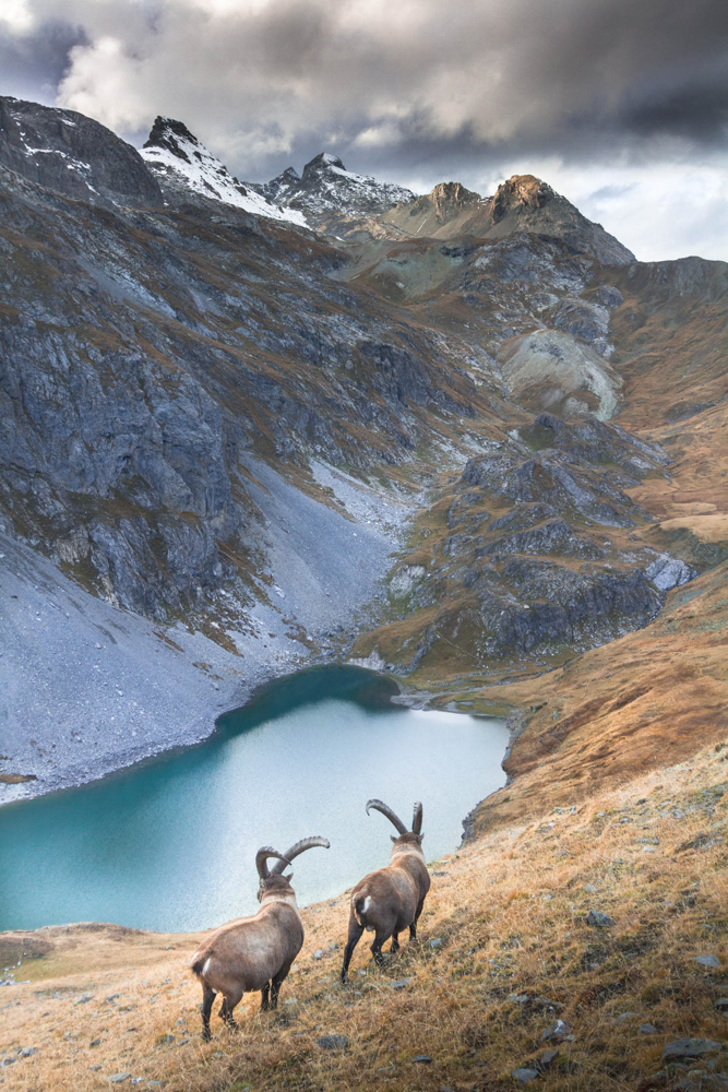 Stage photo rut du bouquetin dans les Alpes