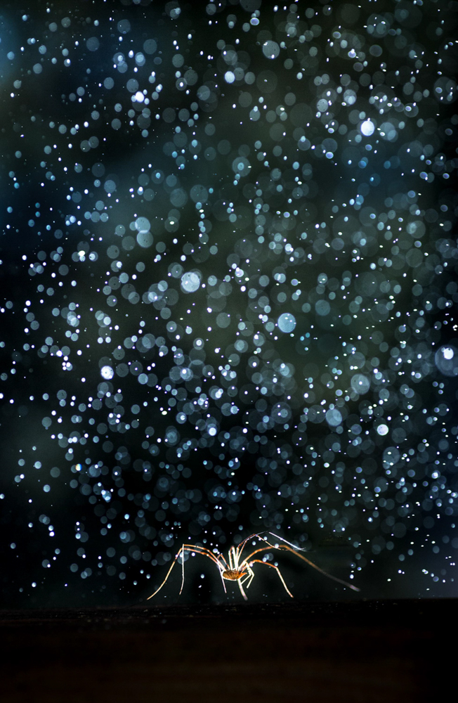 Gouttelettes au dessus d'un faucheux dans la lumière en séjour photo