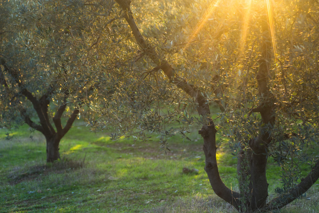 Un oeil sur la Nature | ITALIE – La Toscane au printemps