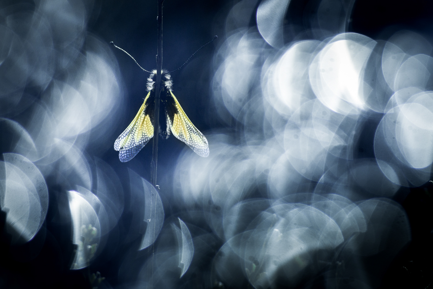 stage macro-photo en Provence