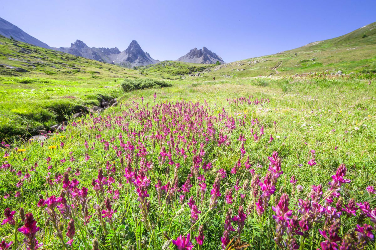 Prairies de monatgnes en fleur - vallée de la Clarée