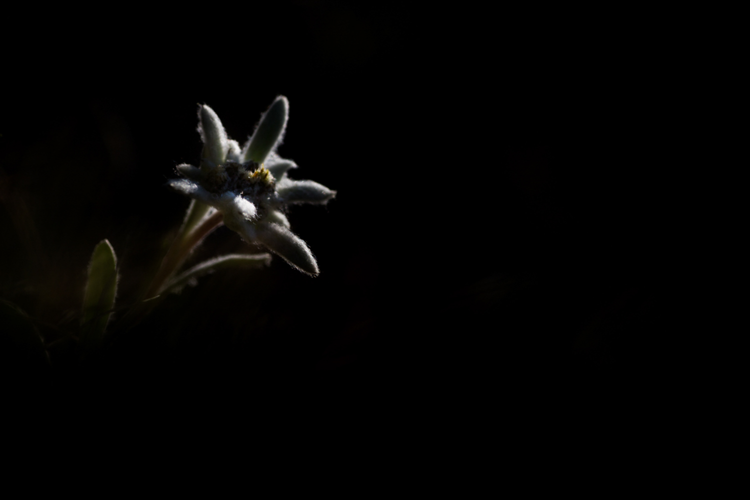 Edelweiss pendant le stage photo dans les Alpes - vallée de la Clarée