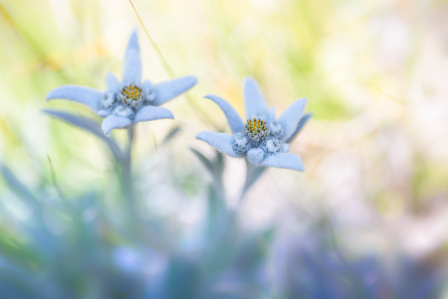 Edelweiss en séjour photo dans les Alpes - vallée de la Clarée