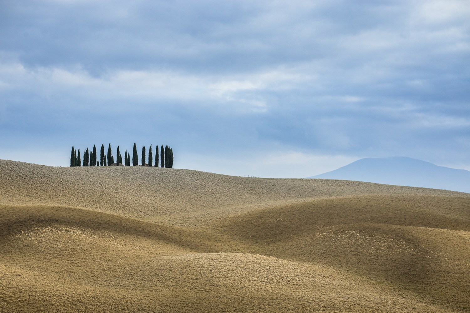 Cyprès vers San Quirico d'Orcia - Toscane