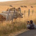 Vaches Aubrac prises en photo à Marchastel - Plateau de l'Aubrac