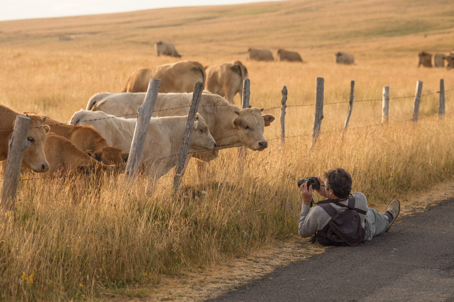 Vaches Aubrac prises en photo à Marchastel - Plateau de l'Aubrac