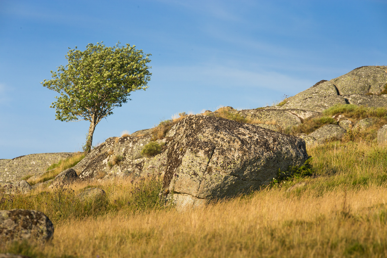 Arbre vers Rieutort d'Aubrac - Plateau de l'Aubrac