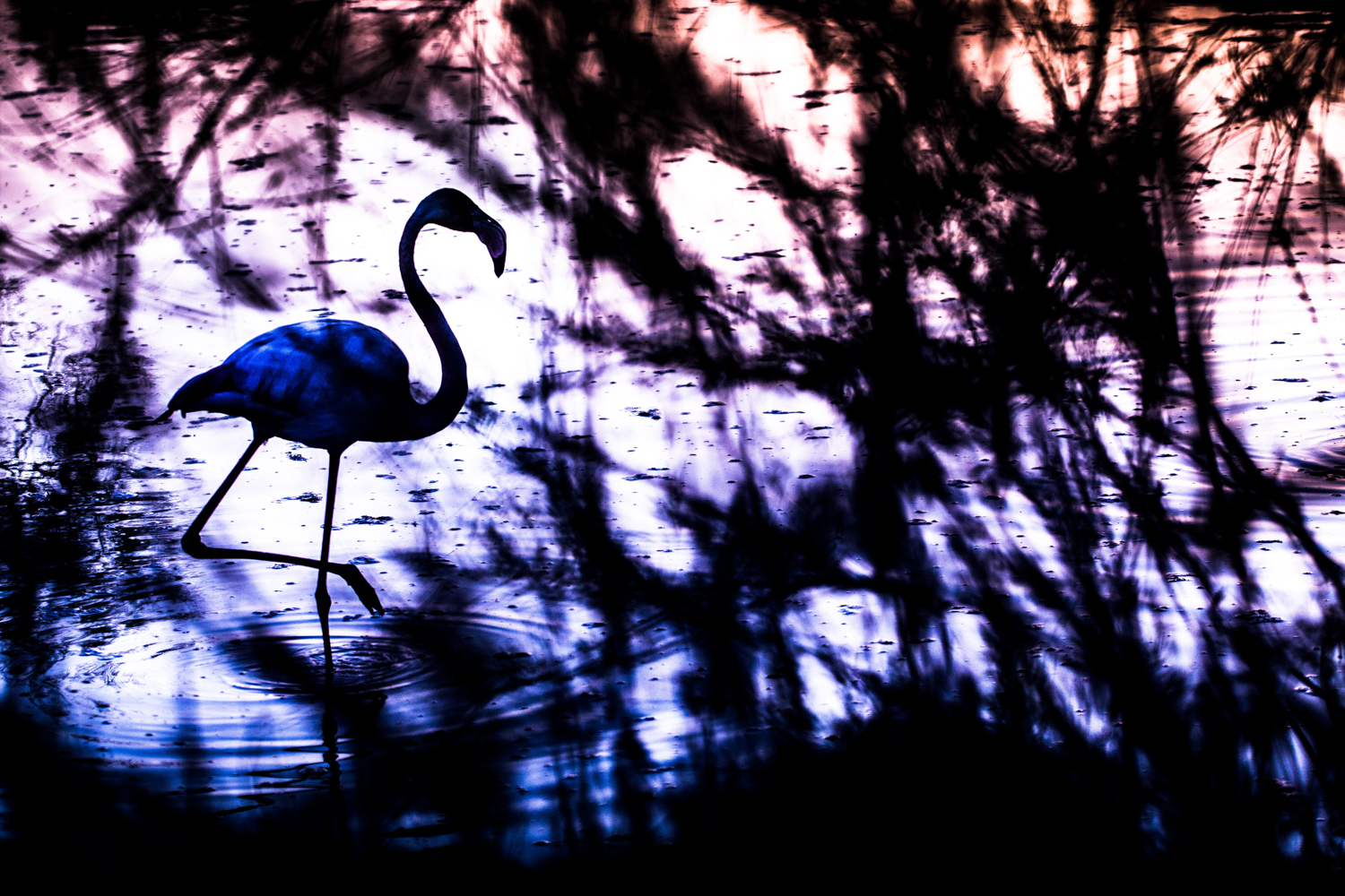 séjour photo en camargue