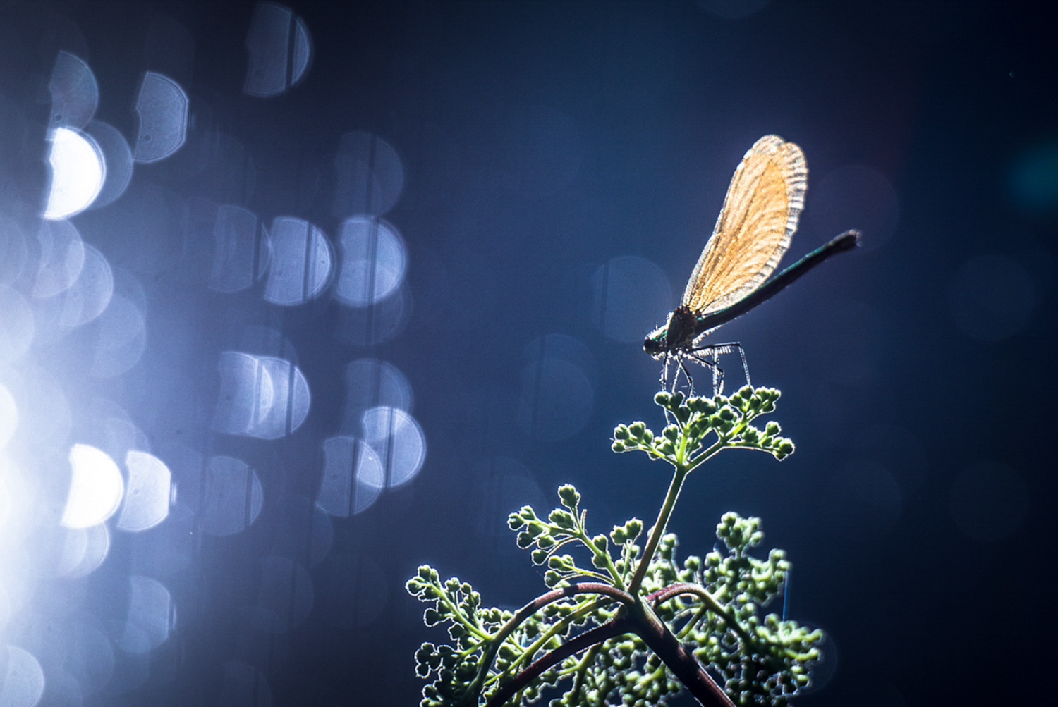 Travail de lumière et contre jour en stage macro photo - Plateau de l'Aubrac