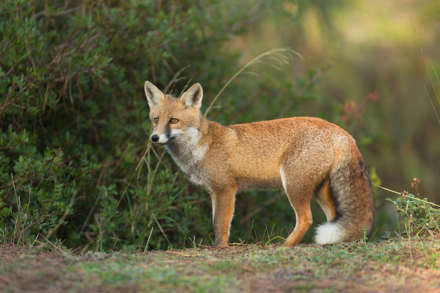 Voyage photo animalier en Maremme - Toscane