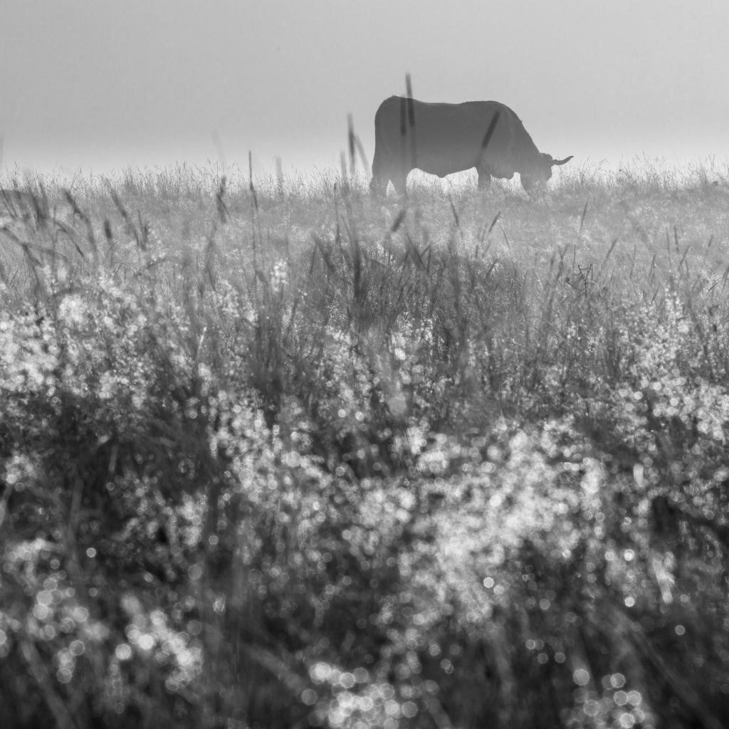 Un oeil sur la Nature | FRANCE – L’Aubrac en automne