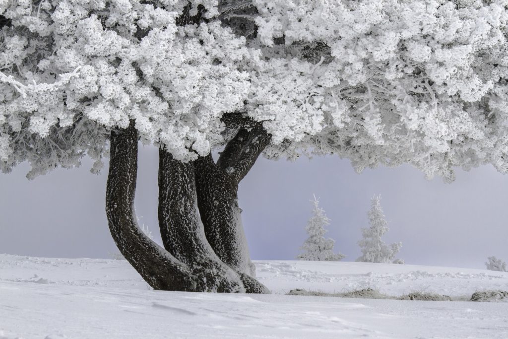 Un oeil sur la Nature | FRANCE – Évasion hivernale en Chartreuse