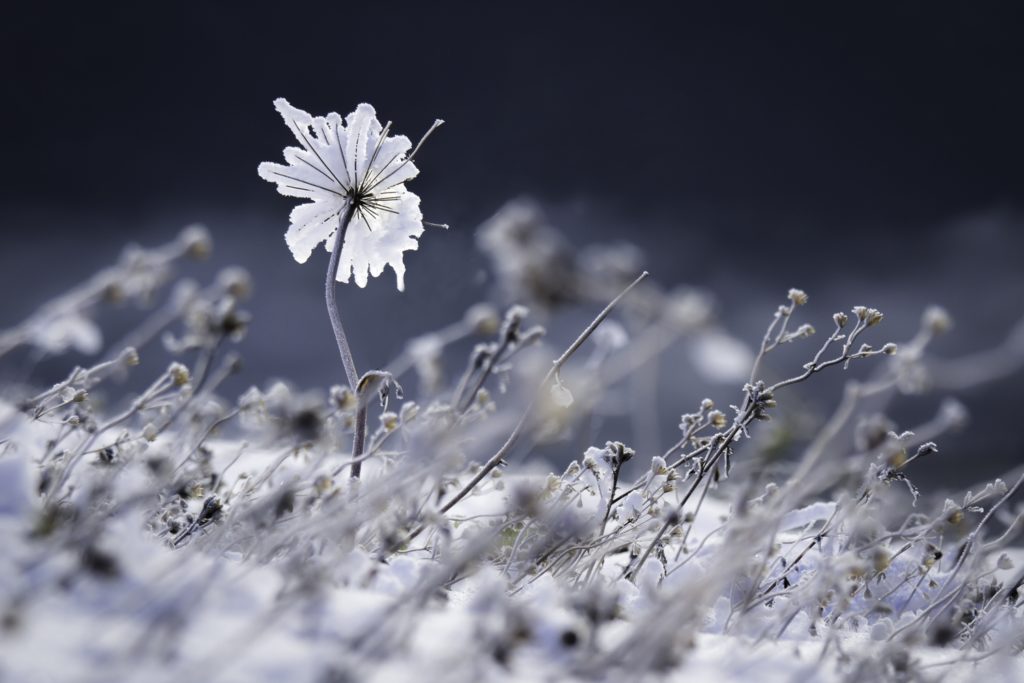 Un oeil sur la Nature | FRANCE – Évasion hivernale en Chartreuse