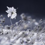 fleur d'hiver, stage photo montagne en hiver en Chartreuse