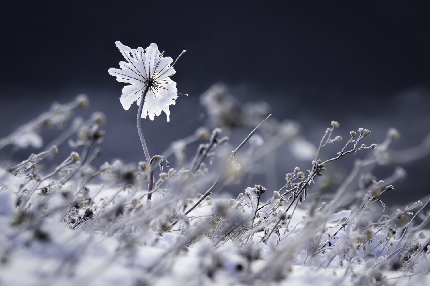 fleur d'hiver, stage photo montagne en hiver en Chartreuse