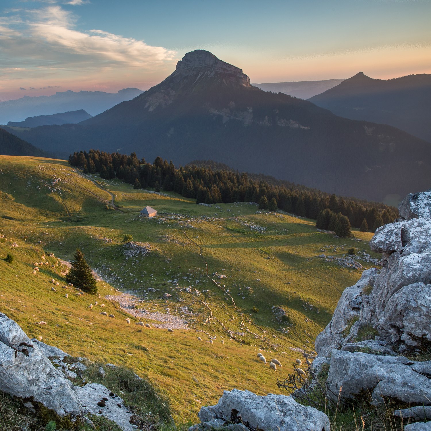 moutons sur l'alpage de Pravouta, stage photo rando en Chartreuse