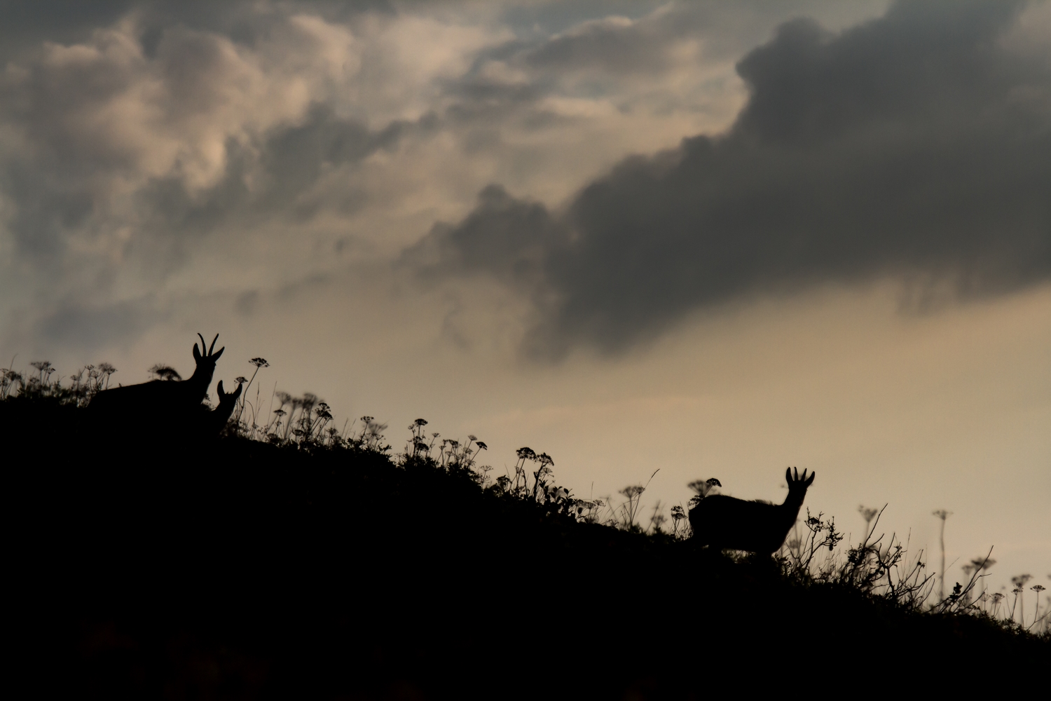 chamois de Chartreuse, photo animalière en Chartreuse