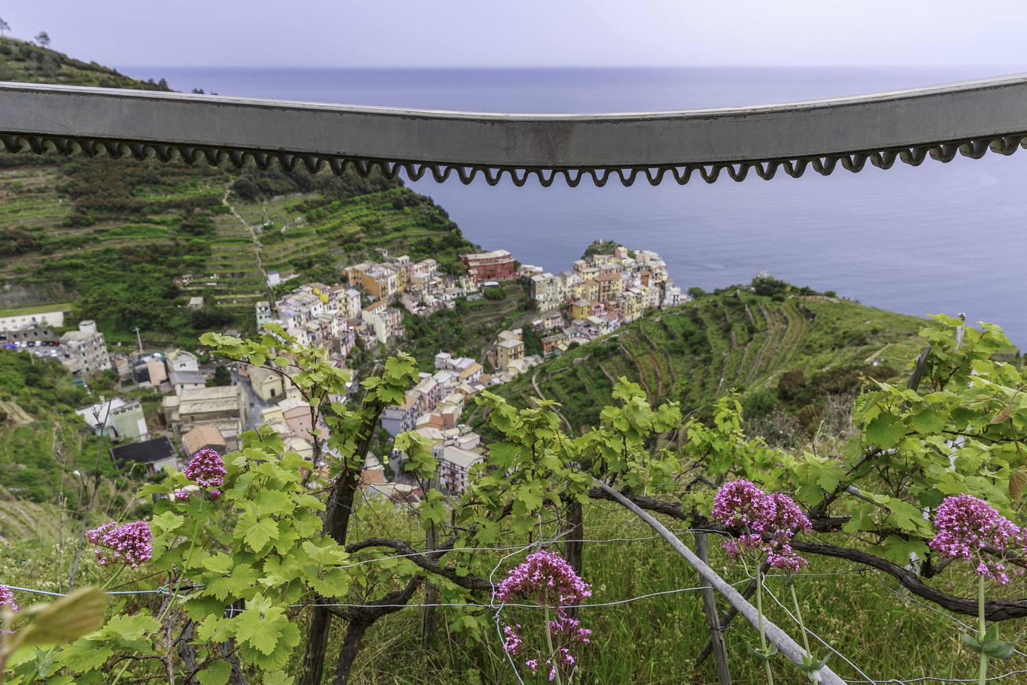 terrasses de vignes et rail du funiculaire au dessus de Manarola, randonnée dans les Cinque Terre