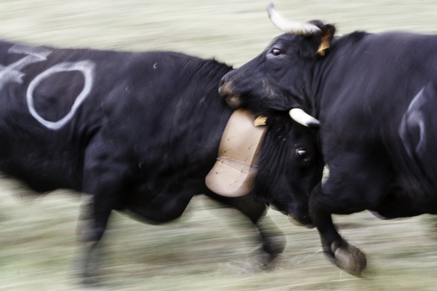 bataille de vaches Hérens, stage photo reportage en Chartreuse