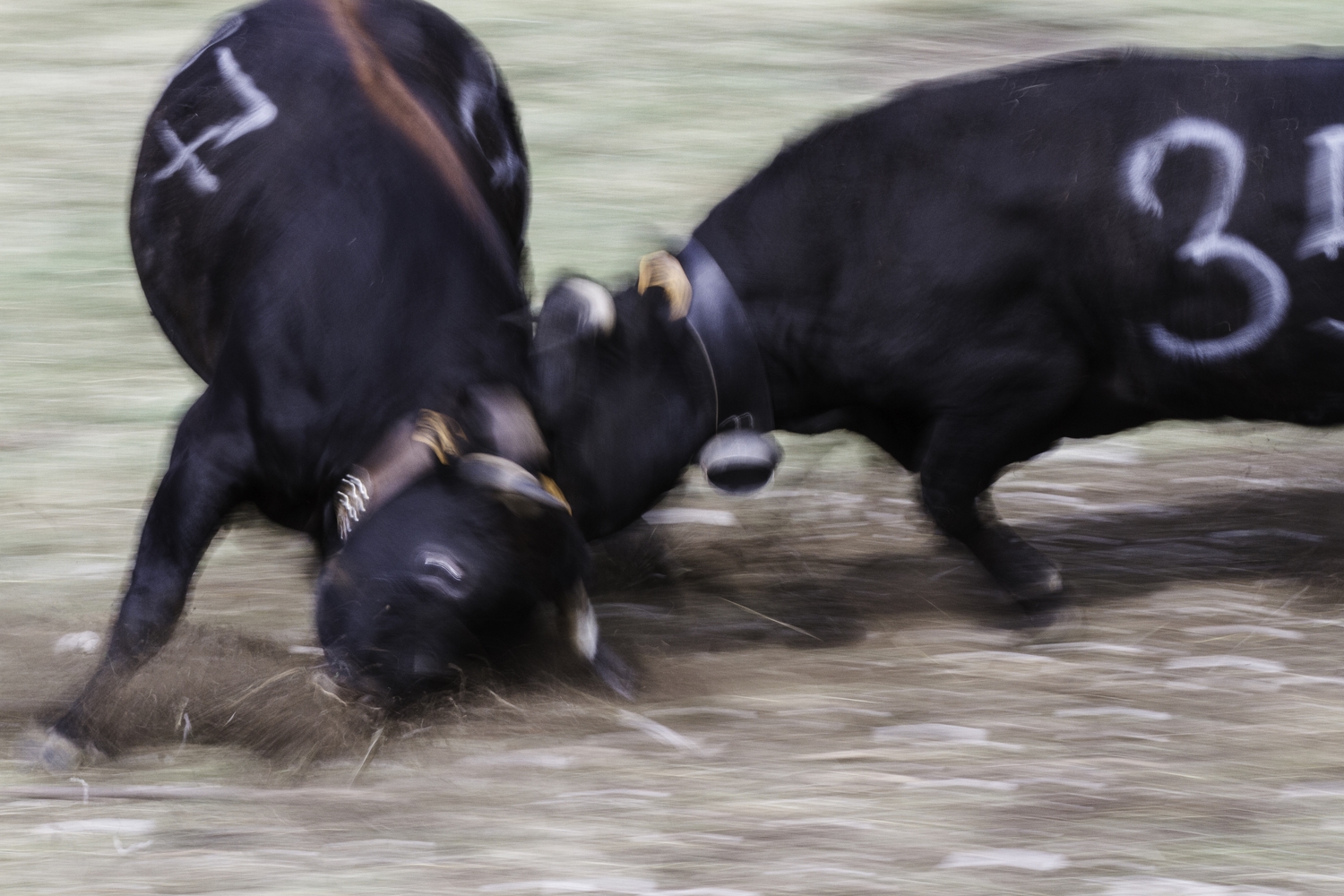 vaches de race Hérens pendant les combats de reines, stage photo reportage