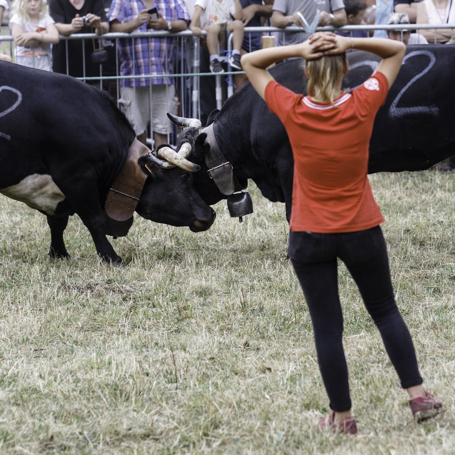 vaches de race Hérens pendant les batailles de reines