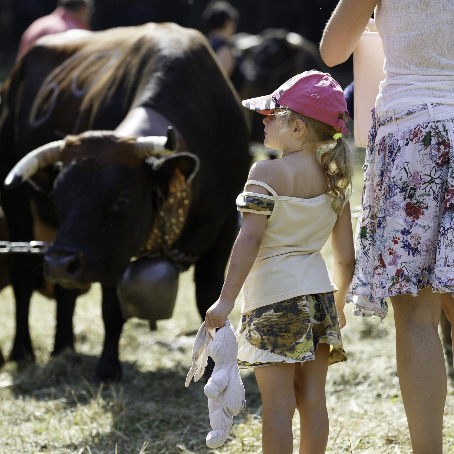 l'enfant et la vache, stage photo fête des Hérens en Chartreuse