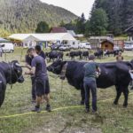 préparation des vaches, stage photo reportage fête des Hérens en Chartreuse