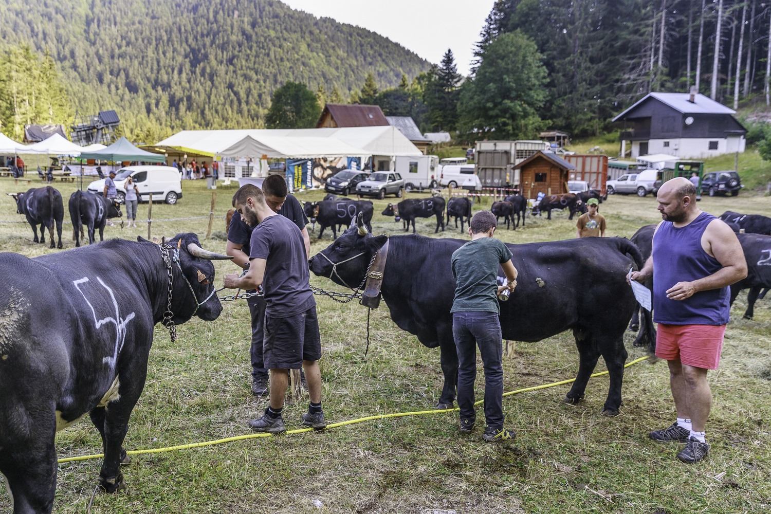 préparation des vaches, stage photo reportage fête des Hérens en Chartreuse