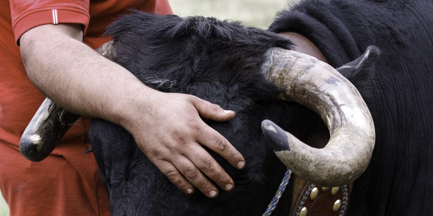 portrait de l'éleveur et sa vache, stage photo reportage en Chartreuse