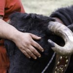 portrait de l'éleveur et sa vache, stage photo reportage en Chartreuse