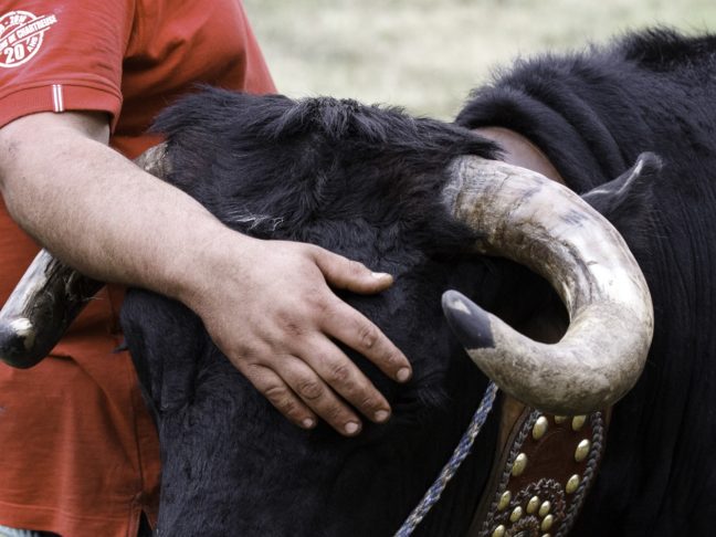 portrait de l'éleveur et sa vache, stage photo reportage en Chartreuse
