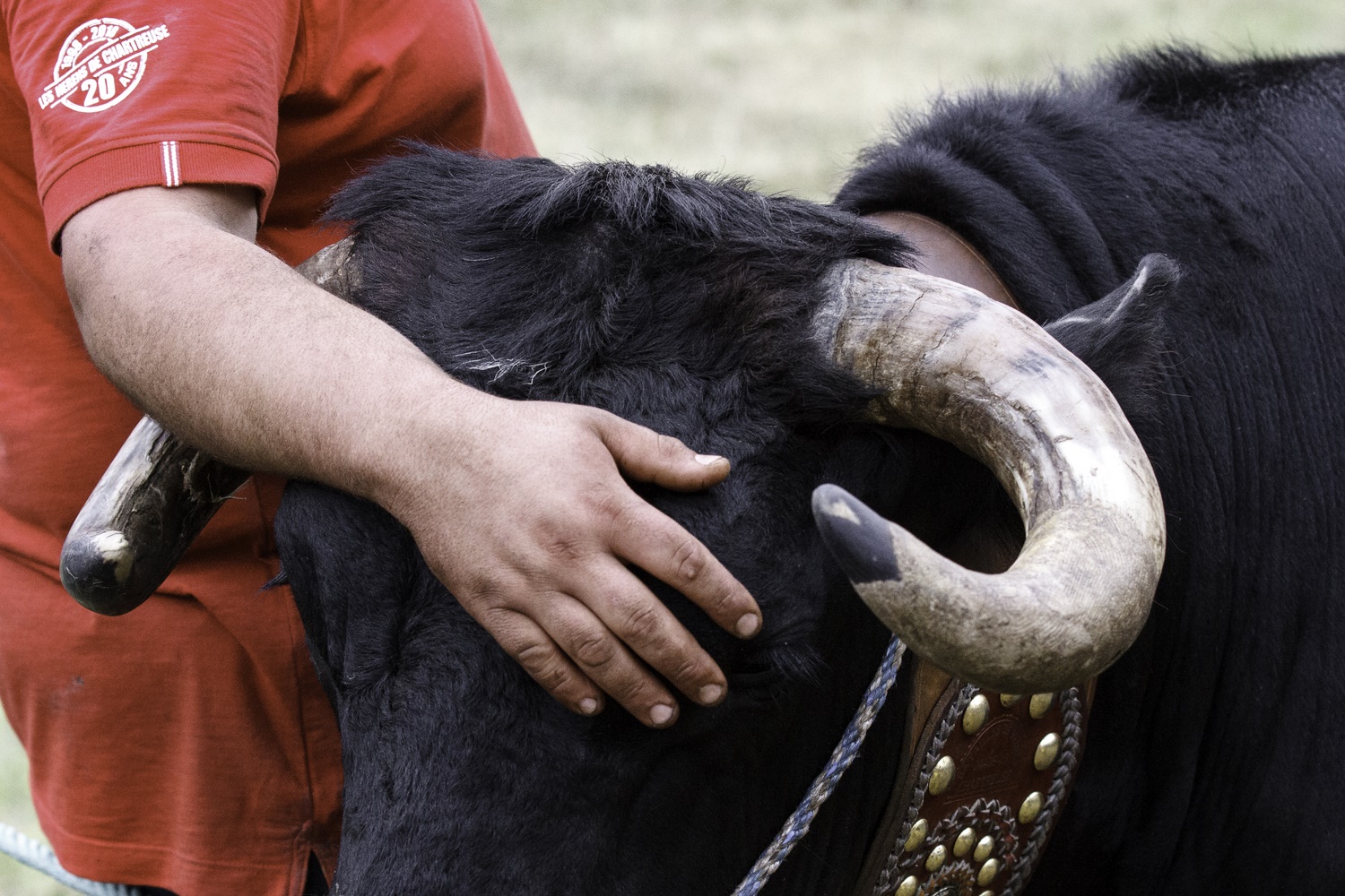 portrait de l'éleveur et sa vache, stage photo reportage en Chartreuse