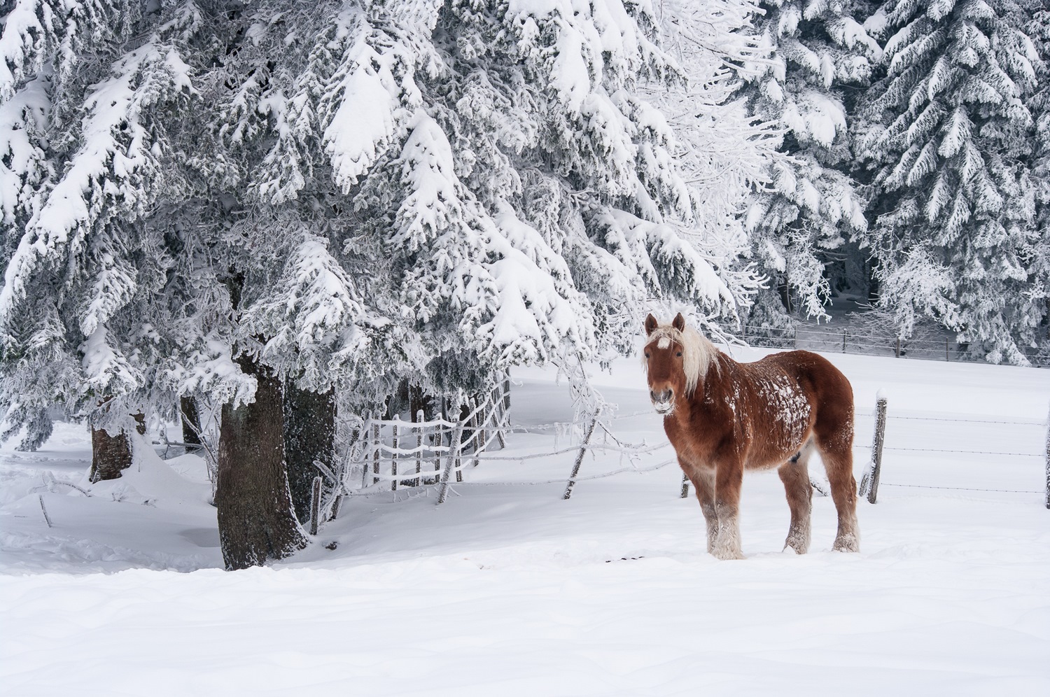 cheval dans la neige, stage photo en chartreuse en hiver