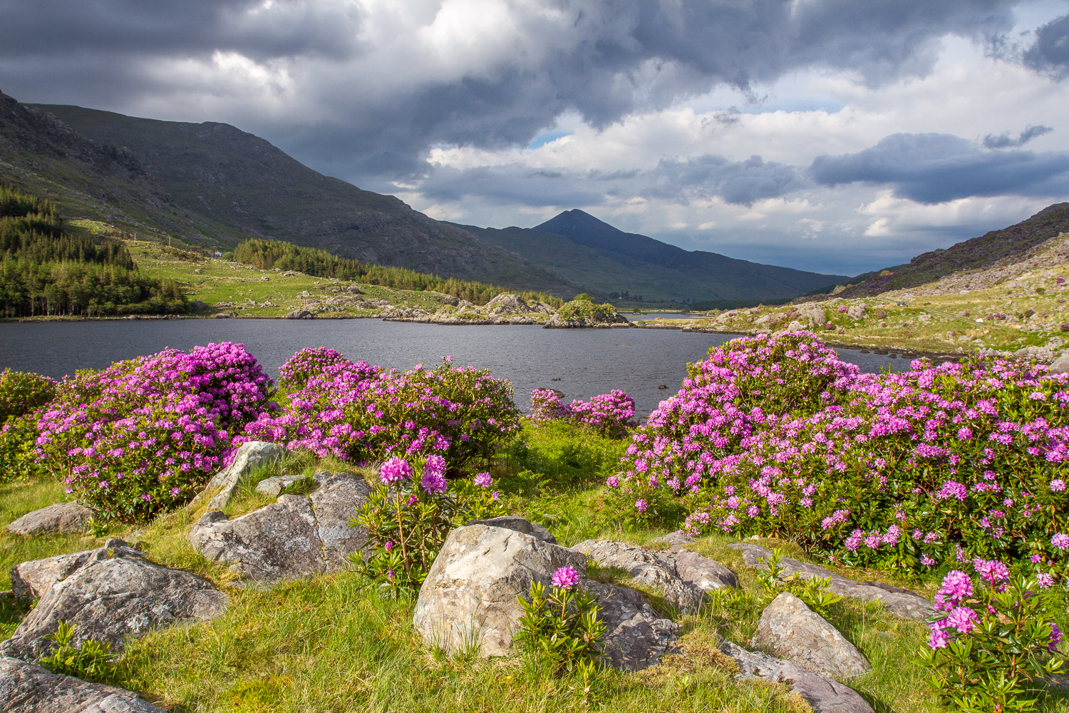 rhodos en fleurs au bord d'un lac d'Irlande, voyage photo dans le Kerry