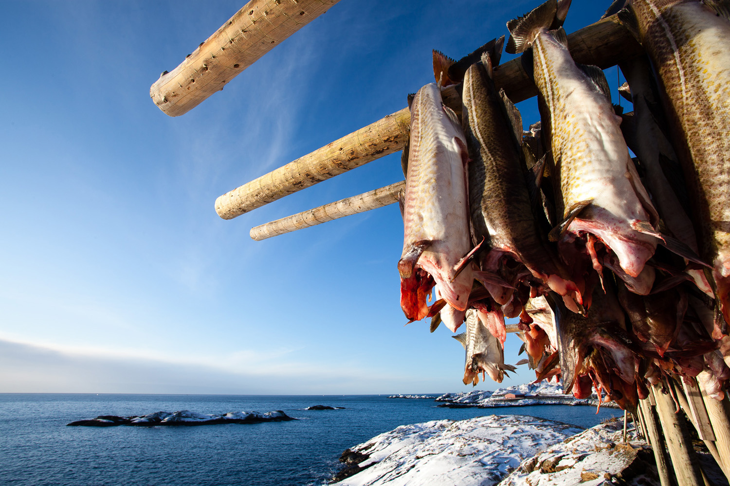 morues sur un séchoir, à Sakrisøy, dans les îles Lofoten en hiver