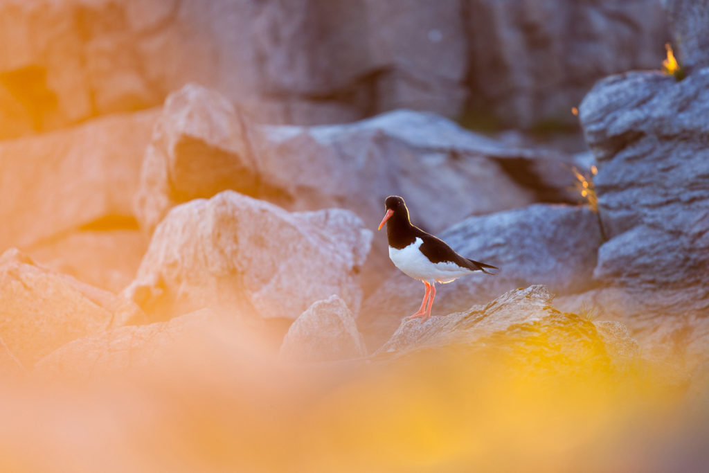 Un oeil sur la Nature | NORVÈGE – Soleil de minuit et îles arctiques