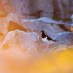 L'oiseau huitrier pie, Haematopus ostralegus, dans le soleil de minuit, dans les Lofoten, lors d'un voyage photo en Norvège