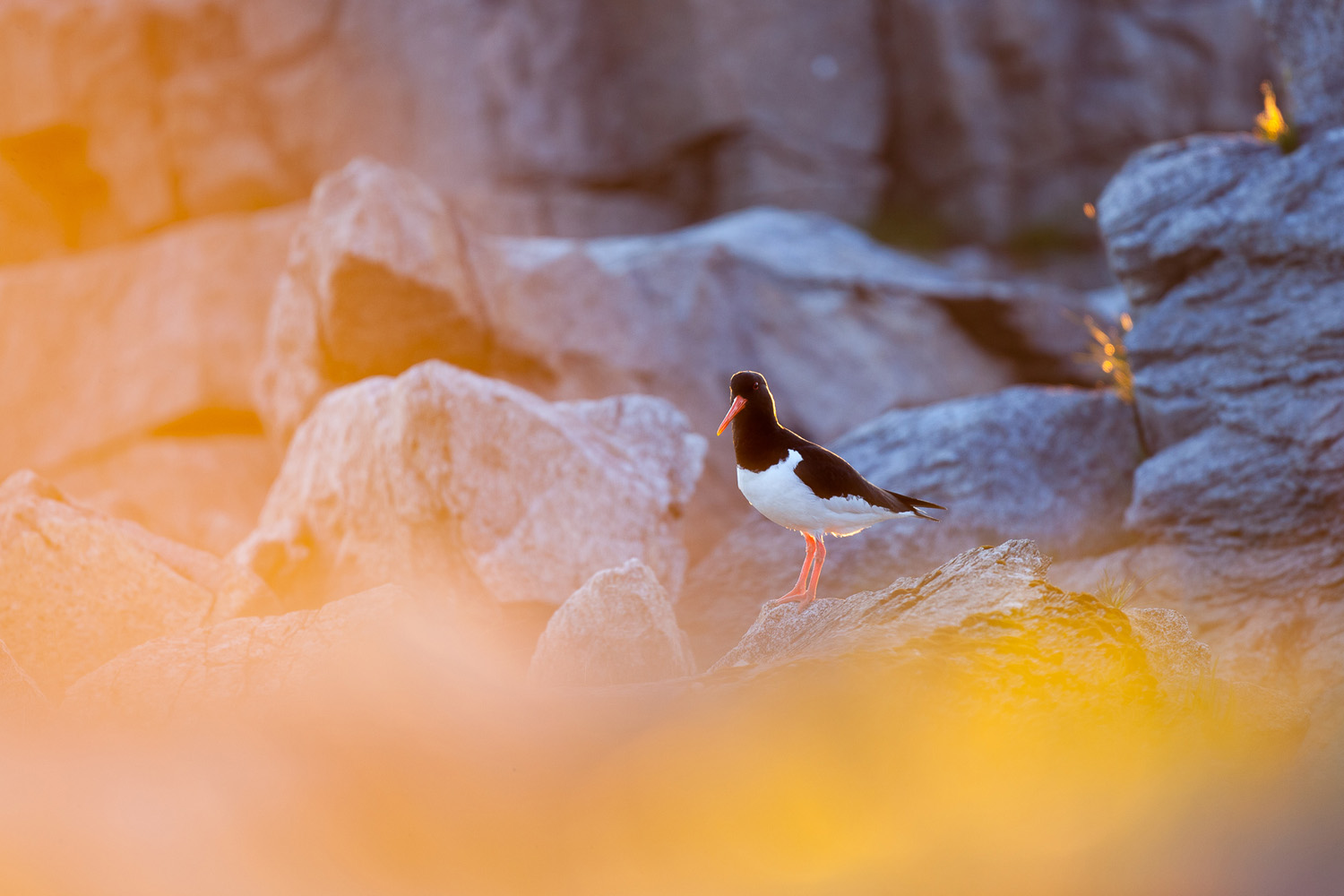 L'oiseau huitrier pie, Haematopus ostralegus, dans le soleil de minuit, dans les Lofoten, lors d'un voyage photo en Norvège