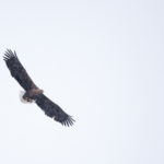 Pygargue à queue blanche, Haliaeetus albicilla, en vol sous la neige, sur l'île de Senja, en Norvège