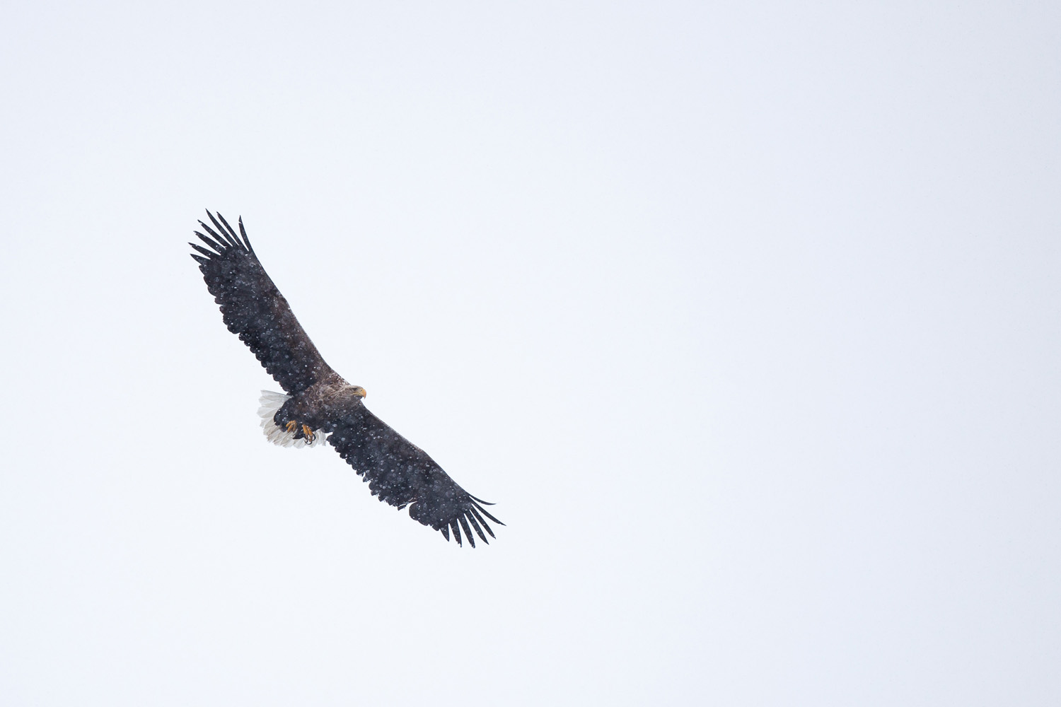 Pygargue à queue blanche, Haliaeetus albicilla, en vol sous la neige, sur l'île de Senja, en Norvège