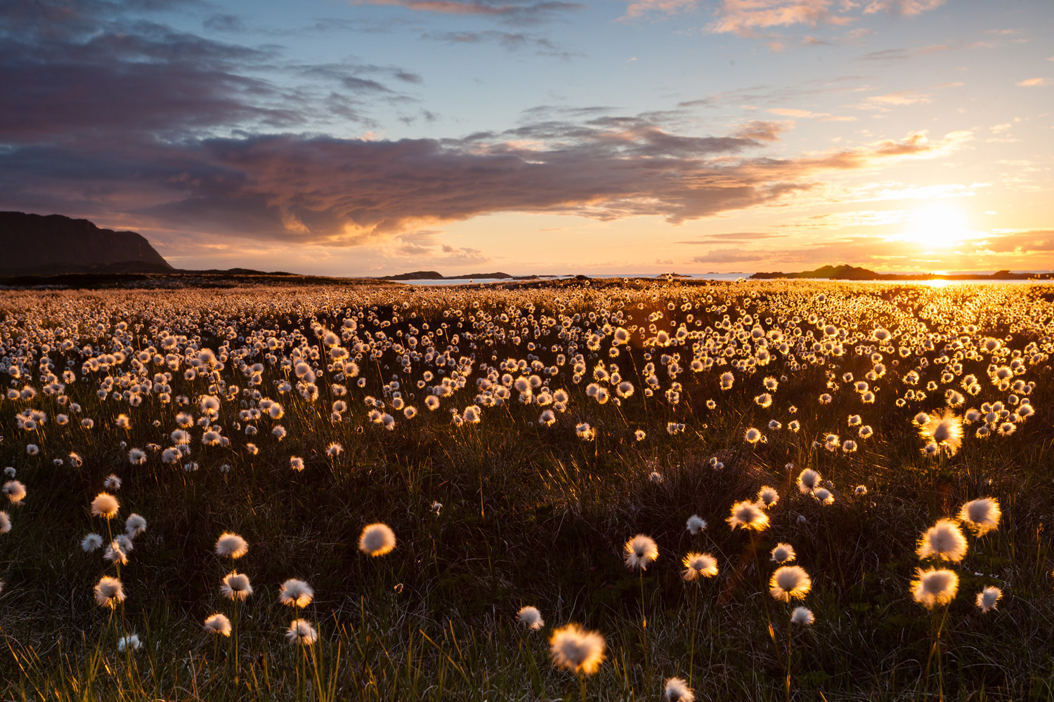 champ de linaigrettes sous le soleil de minuit, dans les Lofoten, durant un voyage photo en été en Norvège