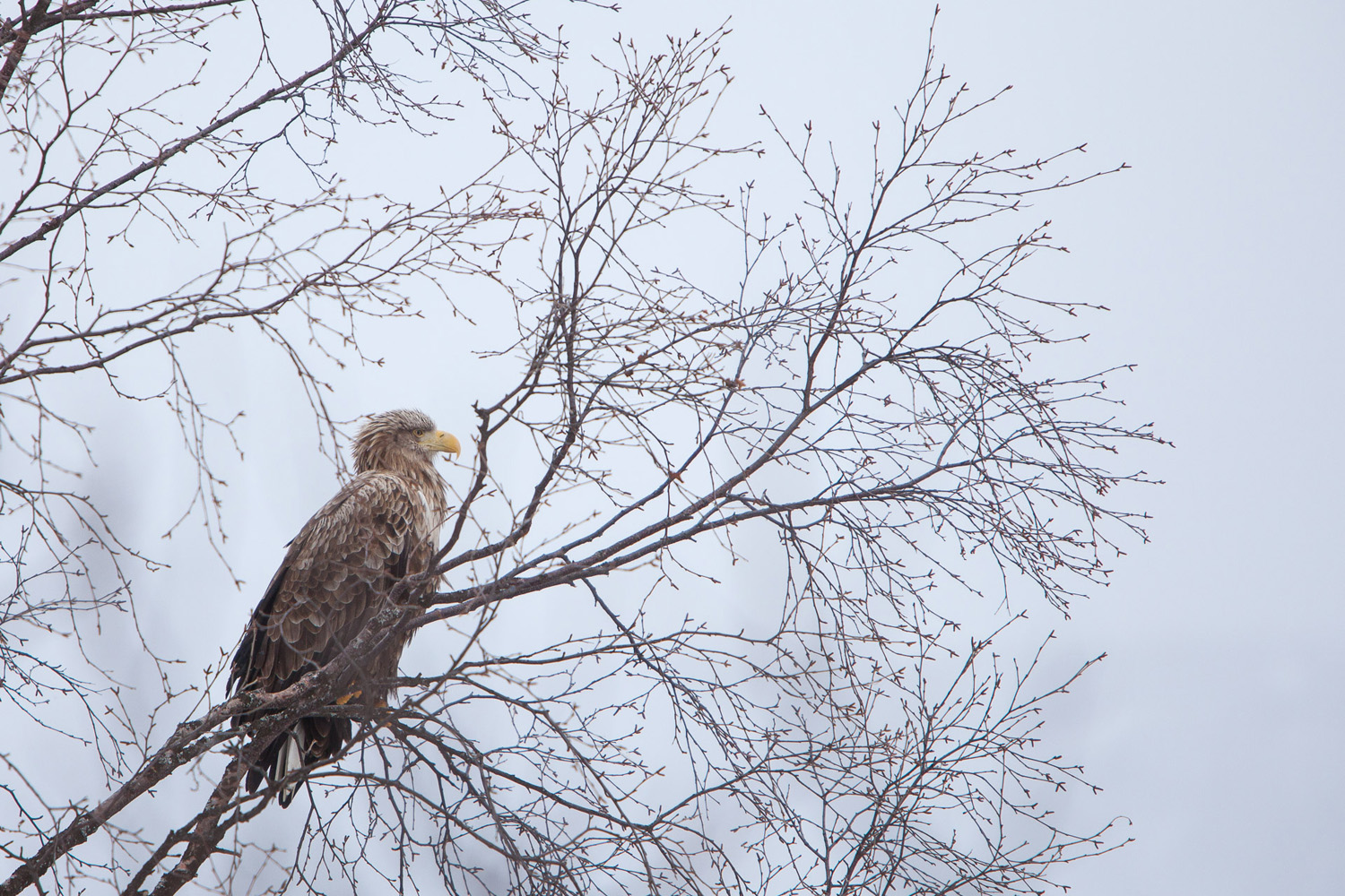 pygargue à queue blanche, Haliaeetus albicilla, dans un bouleau, dans les Alpes de Lyngen, en Norvège