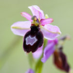 macrophotographie de l'orchidée Ophrys de la Drôme, Ophrys drumana, pendant un stage photo et botanique