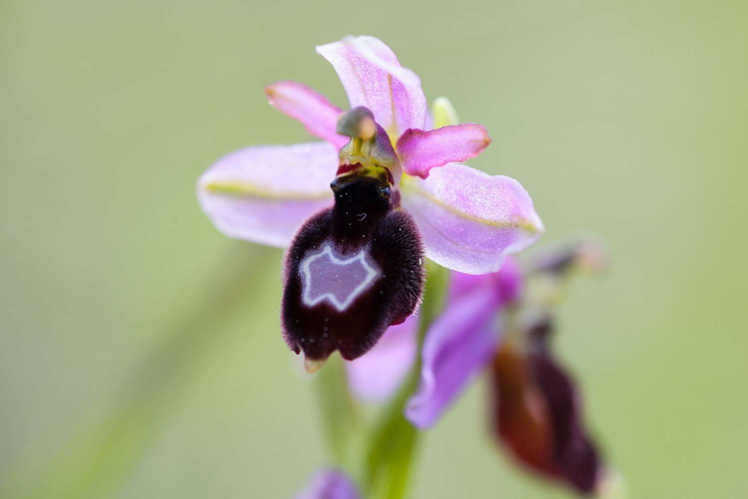 macrophotographie de l'orchidée Ophrys de la Drôme, Ophrys drumana, pendant un stage photo et botanique