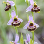 L'orchidée Ophrys fausse bécasse, Ophrys pseudoscolopax, en macrophotographie