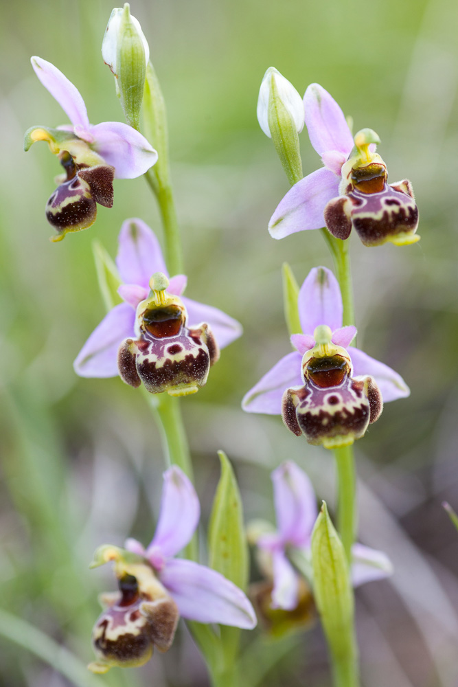 L'orchidée Ophrys fausse bécasse, Ophrys pseudoscolopax, en macrophotographie