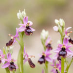 L'orchidée Ophrys de la Drôme, Ophrys drumana, au vallon de Saint Genis, pendant un stage photo