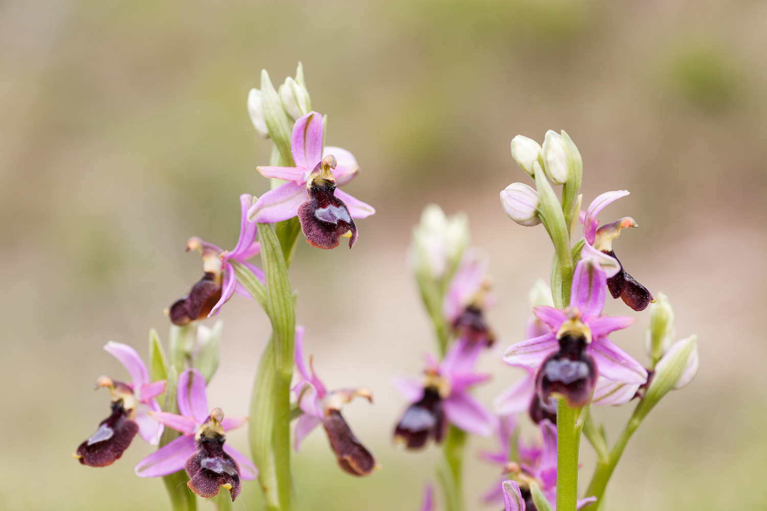 L'orchidée Ophrys de la Drôme, Ophrys drumana, au vallon de Saint Genis, pendant un stage photo